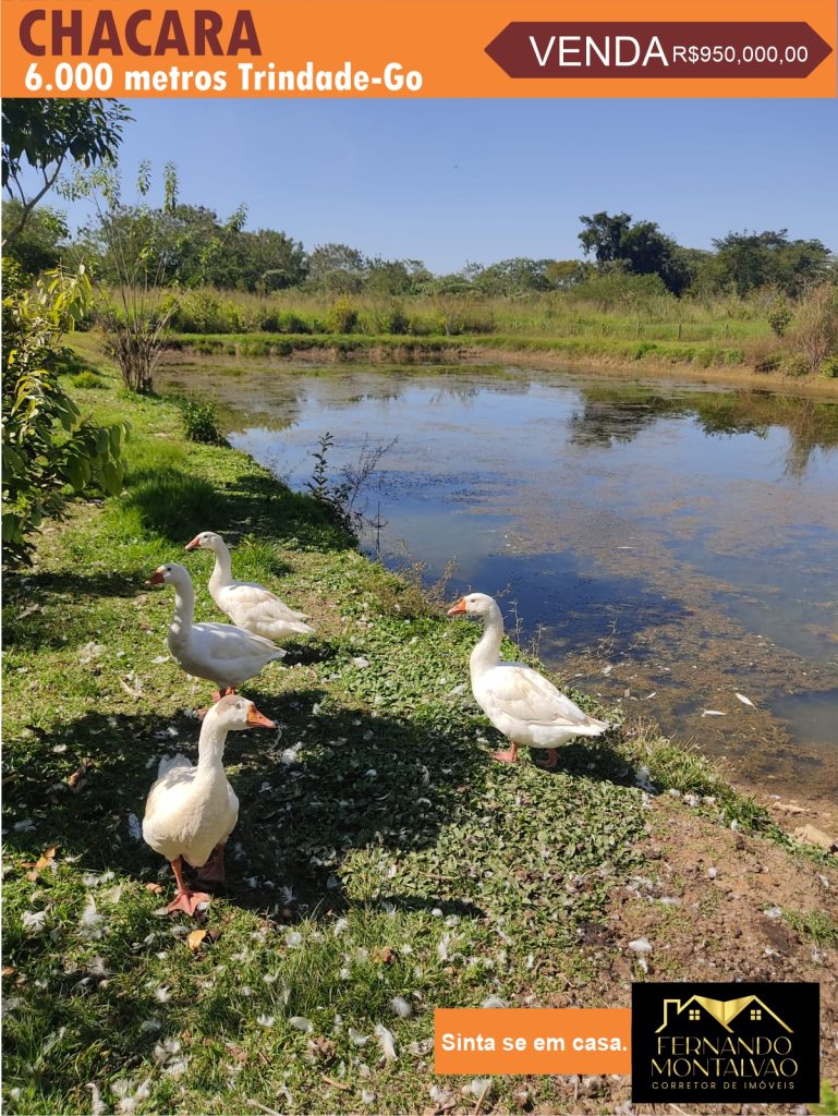 🌴Vendo Está Chácara 3 km do Trevo de Trindade🌴 🌴Vendo Está Chácara 3 km do Trevo de Trindade🌴