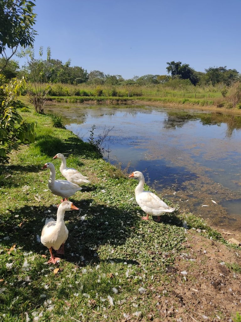Alugo Está Chácara 3 km do Trevo de Trindade Alugo Está Chácara 3 km do Trevo de Trindade